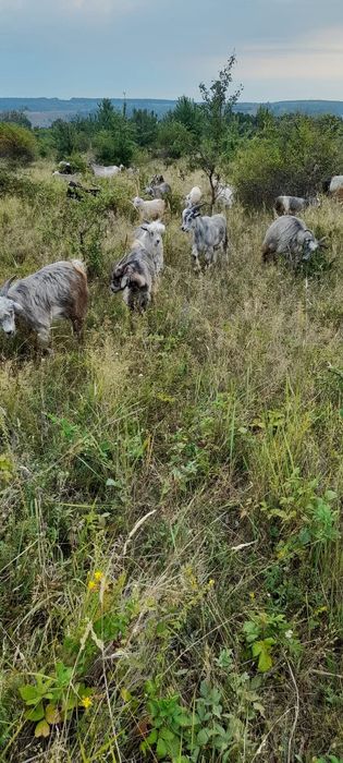 Disponibil iezi de anul acesta