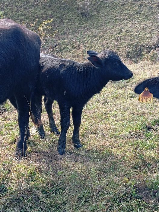 Vand vițel de bivol