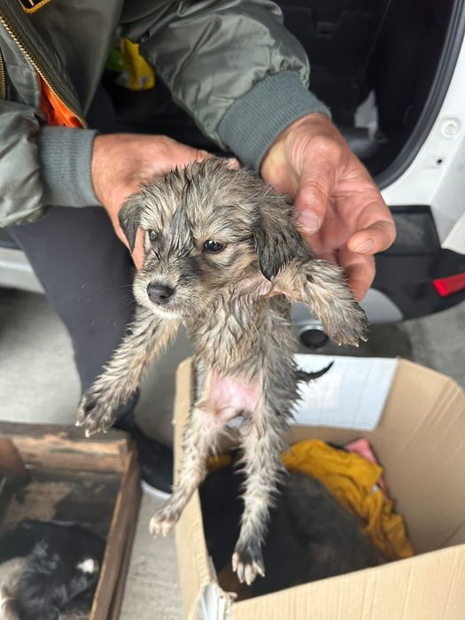 Donez cățeluși care au fost abandonați de stăpâni la marginea pădurii
