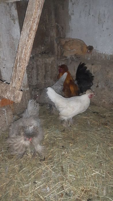 Карликтер сатылады 4000т