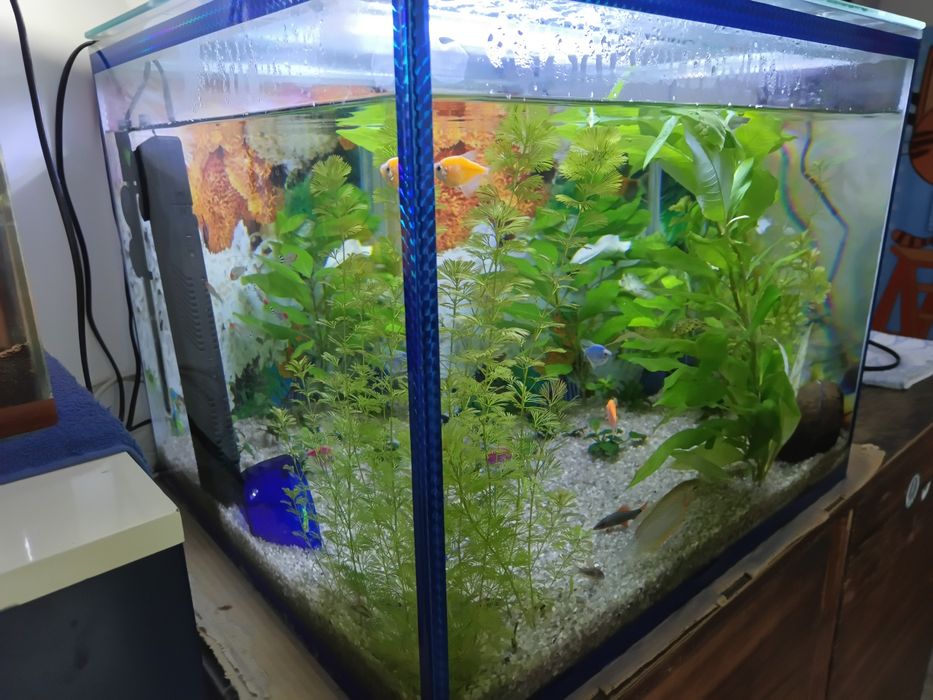 Продам аквариумы