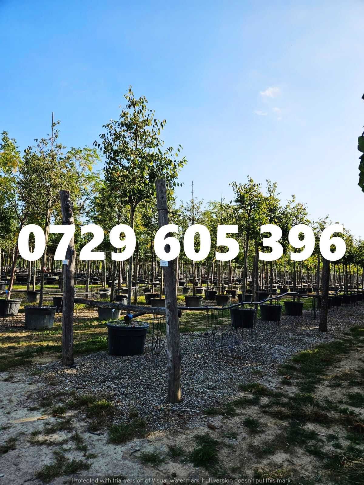 Soluția perfectă pentru grădina ta – plante ornamentale premium