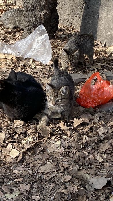 Срочно!!! Кошечки в заброшенном доме ищут дом!