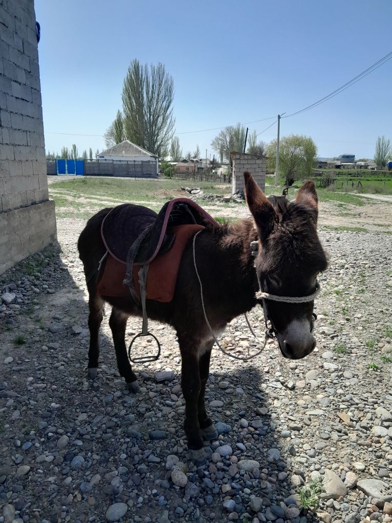 Ешек сатылады , 1 койга айырбастаймын