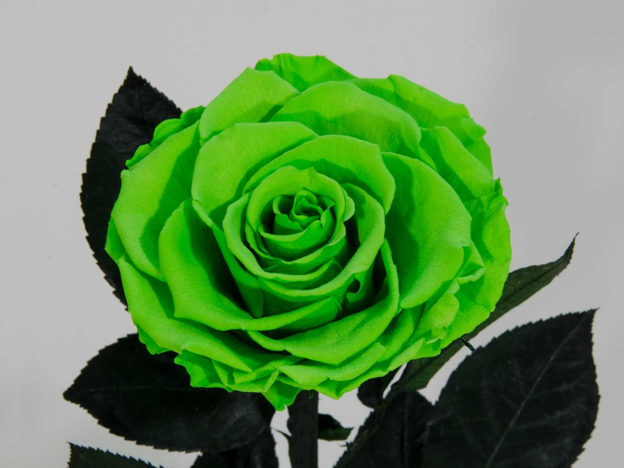 Зелена Вечна Роза в Стъкленица / Оригинален Подарък за Годишнина