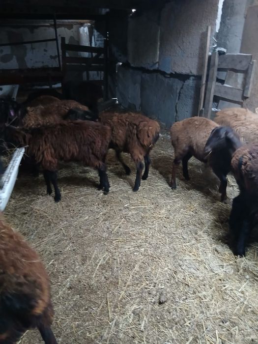 Продается кошкары .