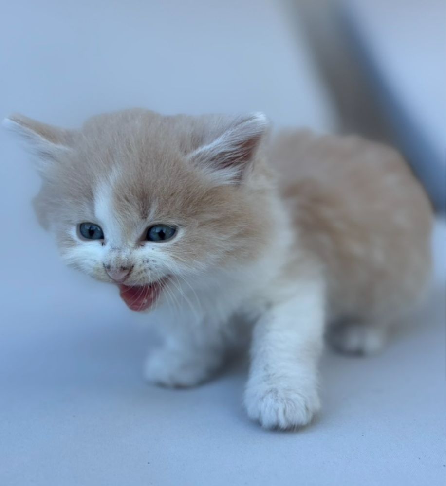 Котенца си търсят дом