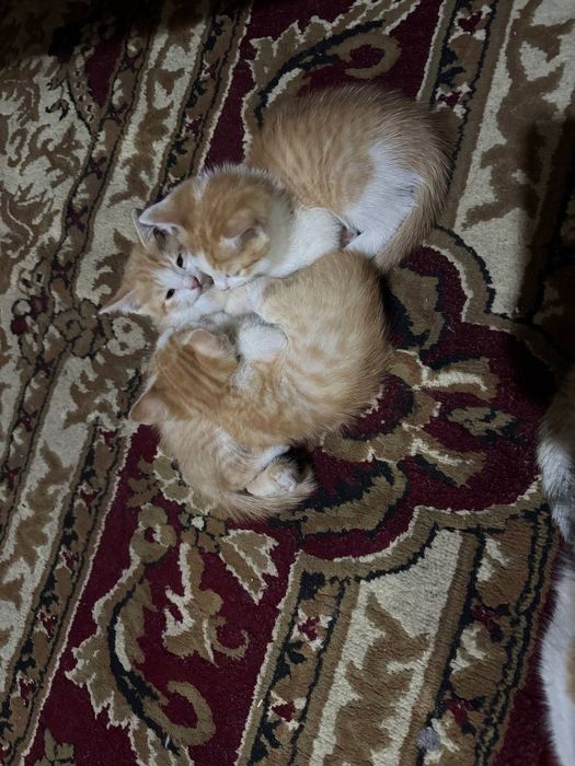 Котята домашние рыжие
