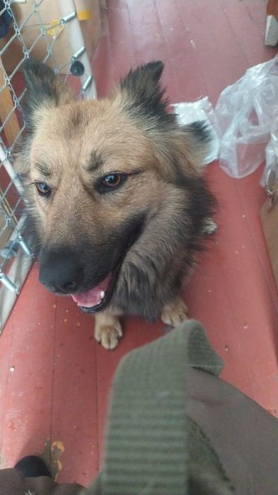 Собака ищет дом и любящих хозяев