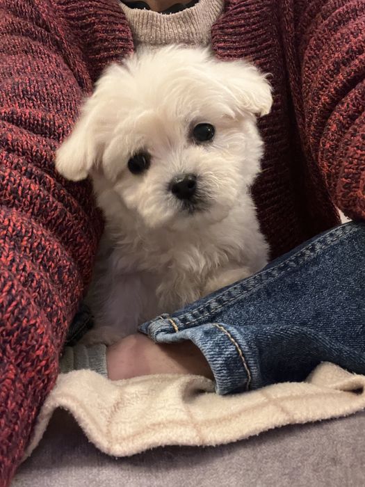 Baietel mini toy isi cauta casuta