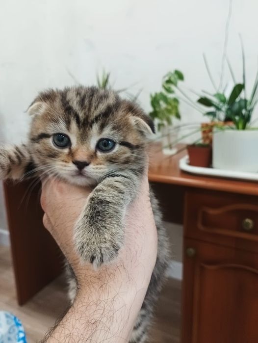 Продаются котята британской вислоухой породы