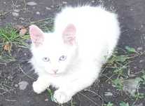 Отдам котят в хорошие руки