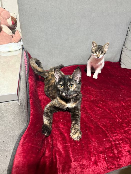 Котенок девочка окрас черепашка