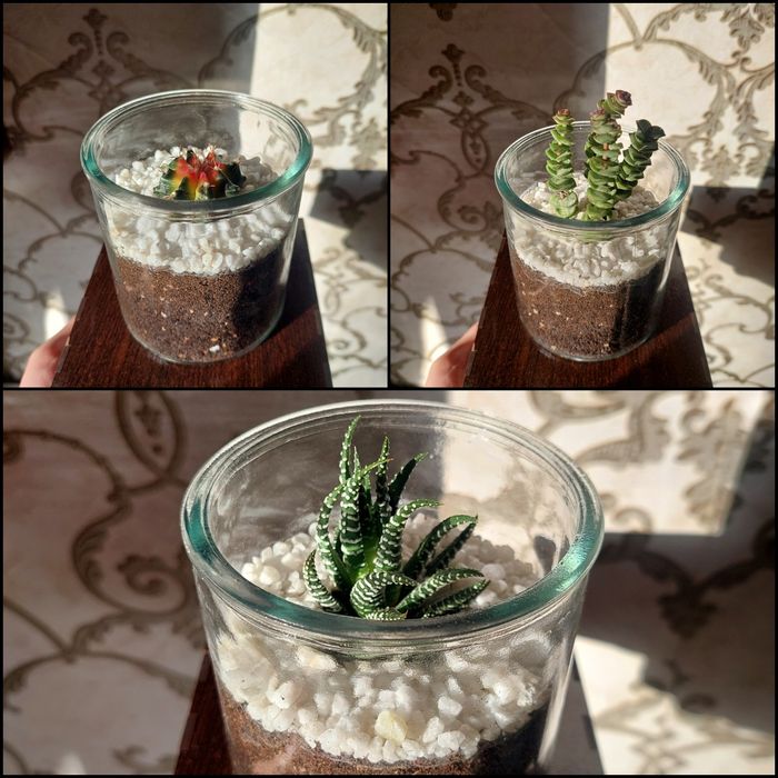 Мини кактусы премиум класса