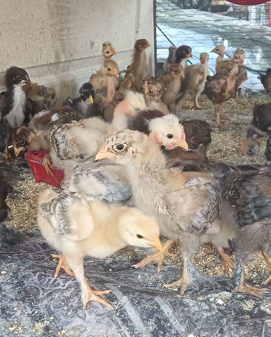 Pui de casă de 3 săptămâni