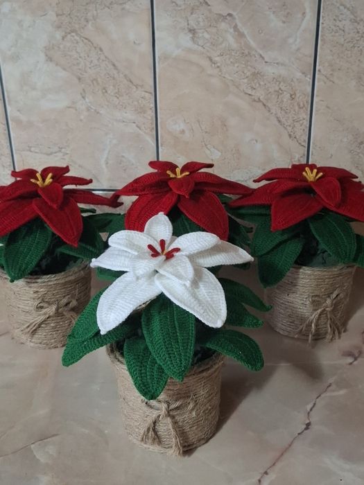 Craciunita crosetata