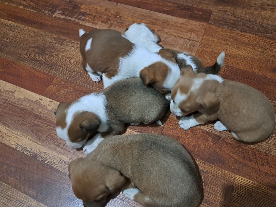 Adopție cinci căței