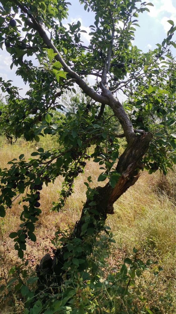 Prune din livada proprie