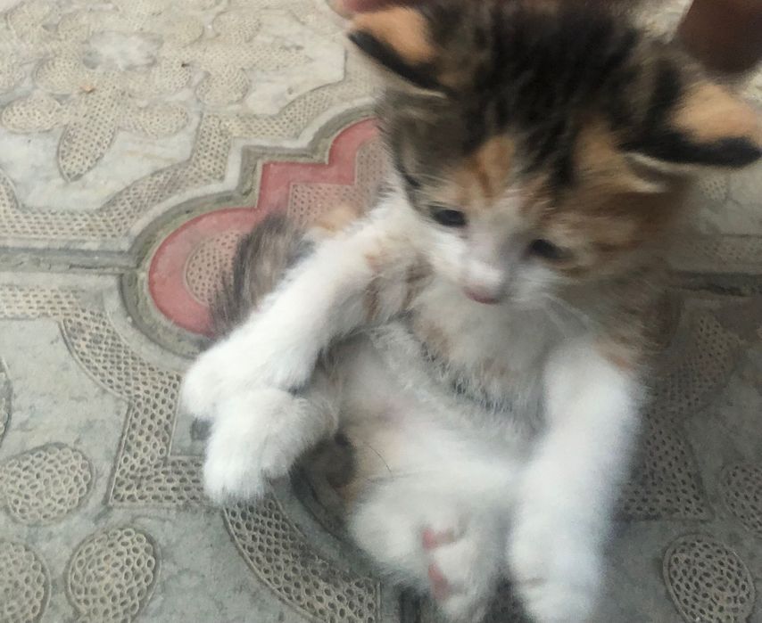 Котята в хорошие руки бесплатно/bepul