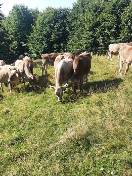 Juninci rasa Brună de Maramureș