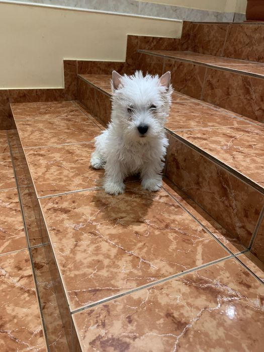 West highland white terrier