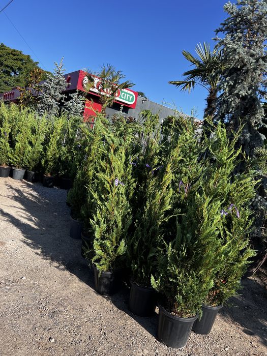 Chiparos Leylandii pentru gard viu.