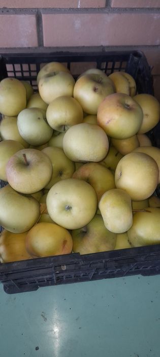 Продам яблоки поздний сорт.