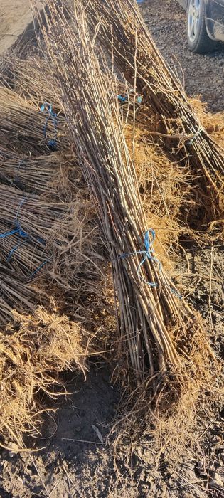 Puieți de salcâm cu creșterea dublă