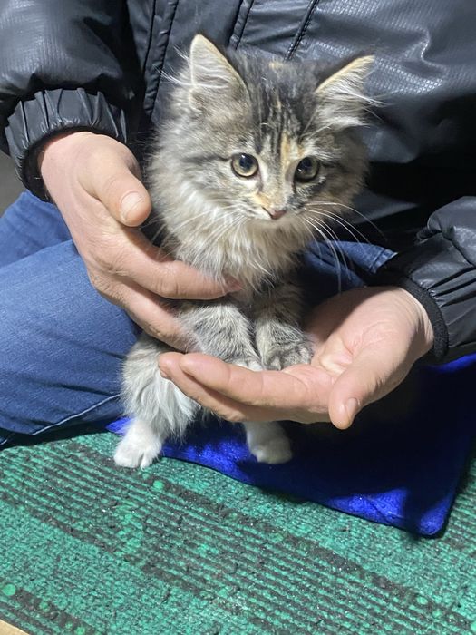 Maine coon mushigi arzonga bervoramiz