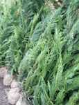 Leylandii – Crește rapid și oferă protecție totală!