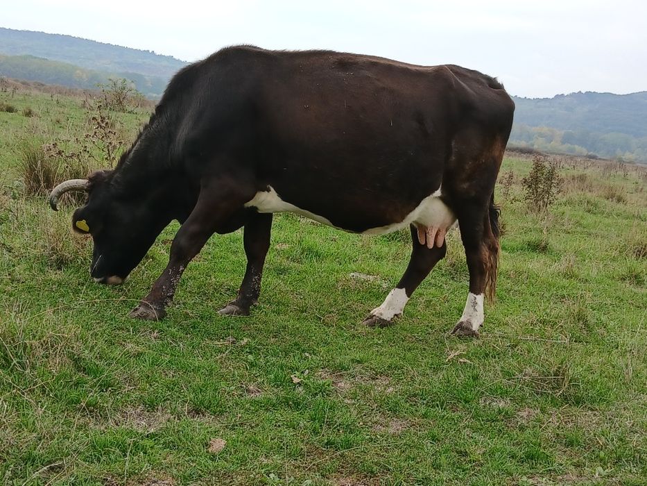 Vând vacă gestantă 9 luni