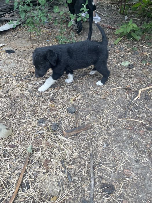 Catelusi spre adoptie