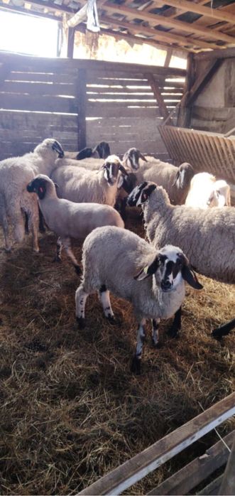 Vand oi carabase de teleorman