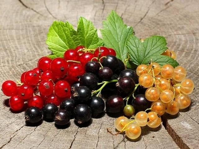 Касис,френско грозде в саксия