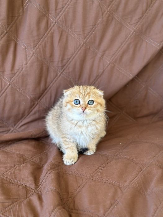 Коте Шотландска Женска Чинчила