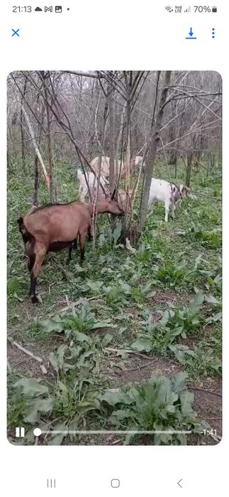 Vând sau schimb capră alpin francez