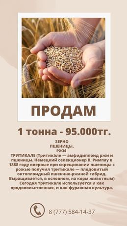 Продам зерно ( кара бидай)