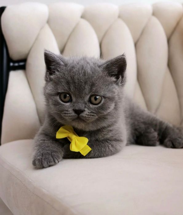 British Shorthair Blue