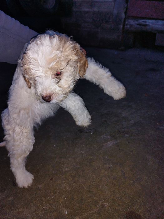 Лагото за труфели