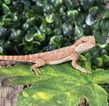 Pui agama cu barba/ Pogona vitticeps