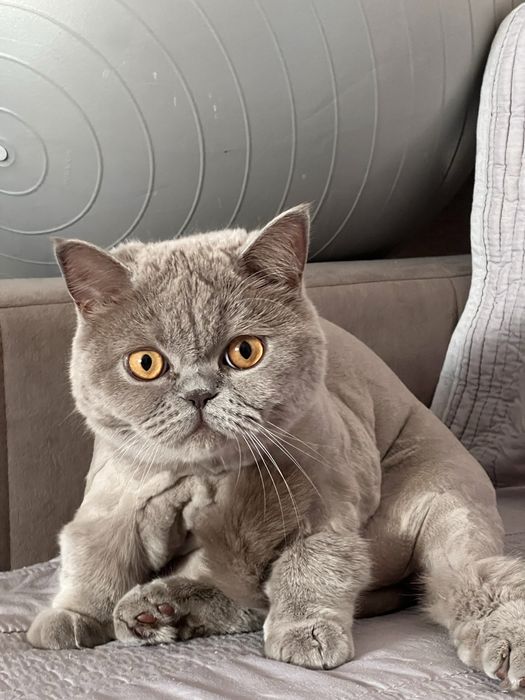 Отдам в добрые руки