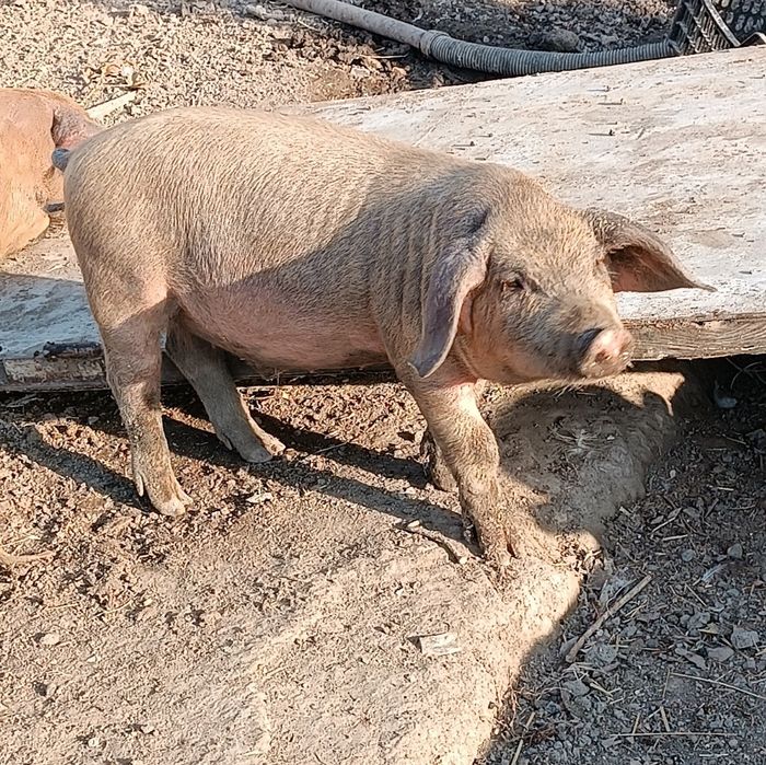 Продаются поросята!