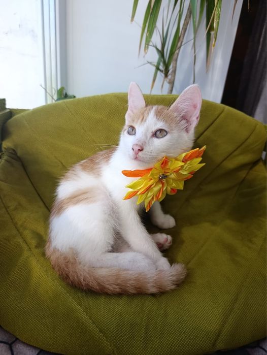 Котенок рыжий в добрые руки