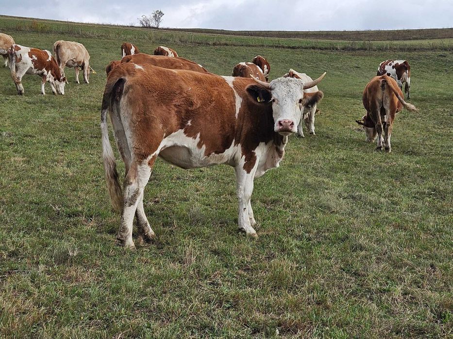 De vanzare 4 juninci 2.5 ani