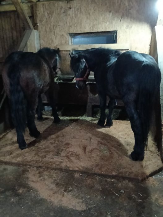 Vând doi armăsari cu vârsta de 2 și 3 ani