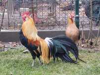 Gaini phoenix familie