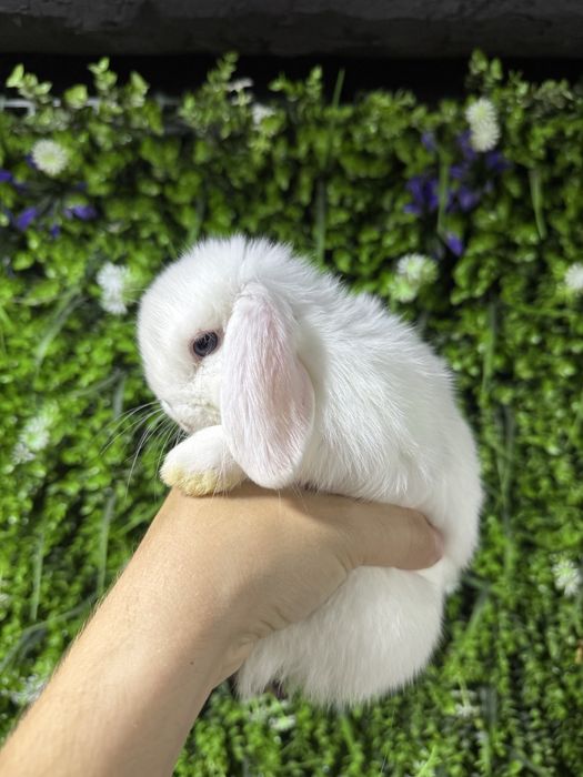 мини кролики декоративные