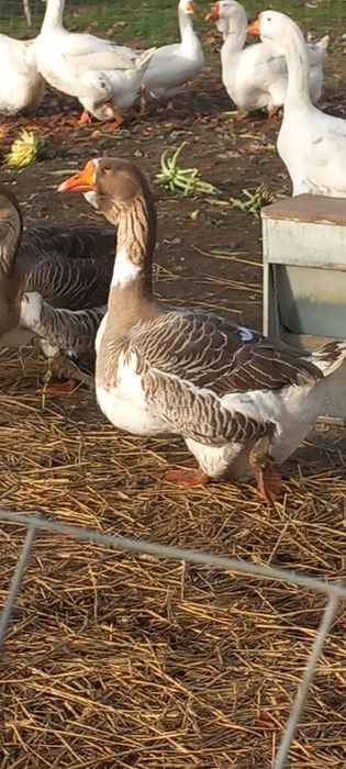 Femelă holmogor 2025