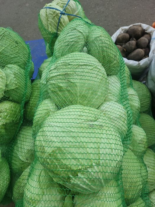 Varză Gunma calitate superioară