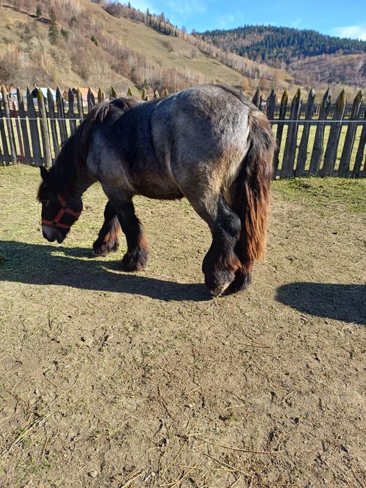 Manji / armasari 4 bucati